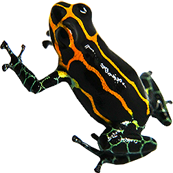 Yumbatos Dart Frog